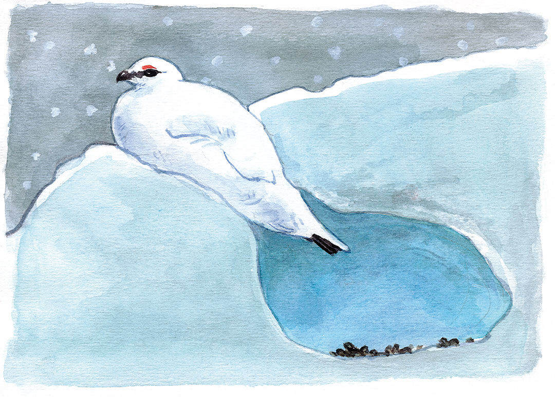 Schneehuhn