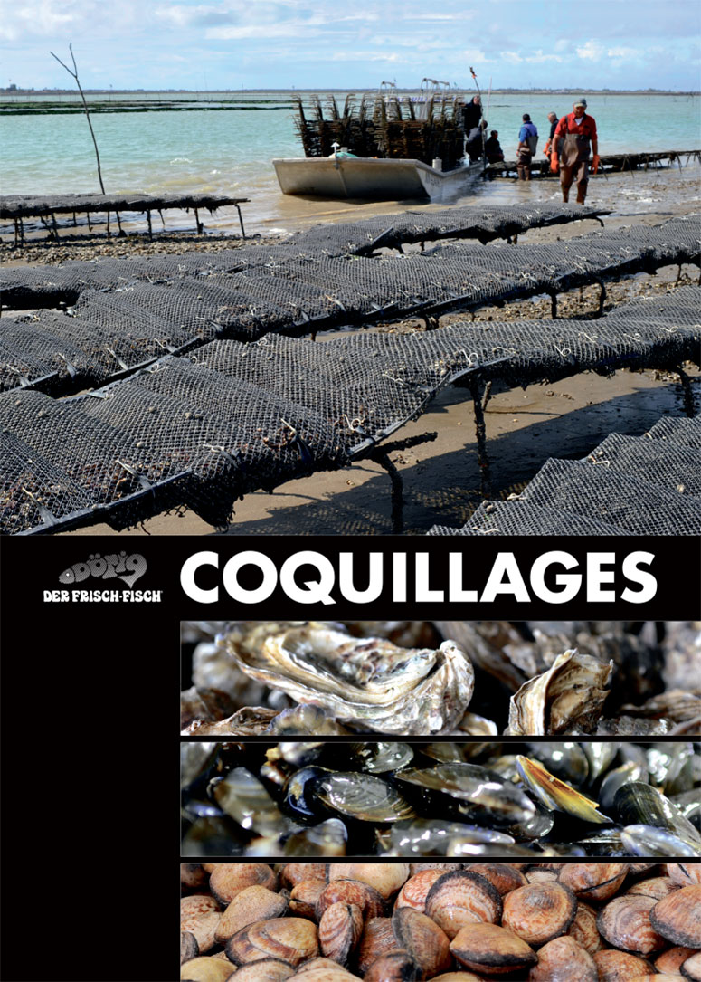 Plakat Coquillages